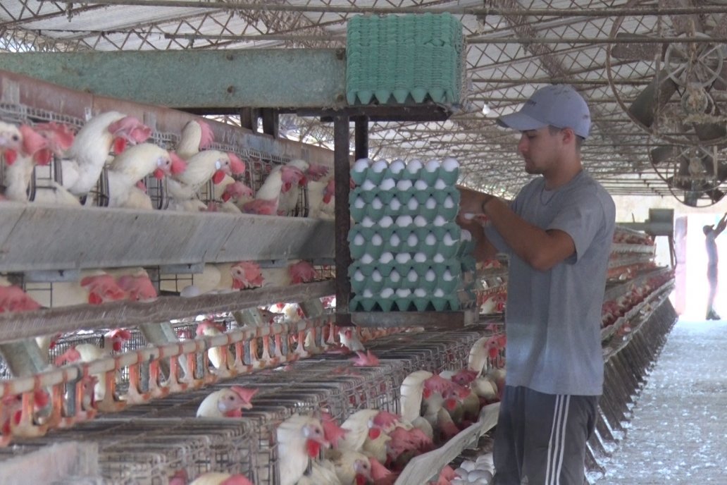 La industria derivada del huevo, y los granjeros, integran el sector castigado.