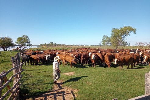 Dato alentador: el peso de faena ya aumentó siete kilos