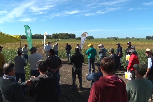 3ra. Jornada Demostrativa en Soja del Semillero de Cooperativa Lucienville - Basavilbaso