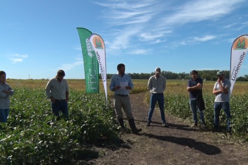 3ra. Jornada Demostrativa en Soja del Semillero de Cooperativa Lucienville - Basavilbaso