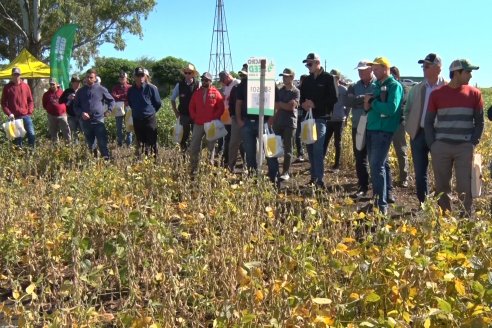 3ra. Jornada Demostrativa en Soja del Semillero de Cooperativa Lucienville - Basavilbaso