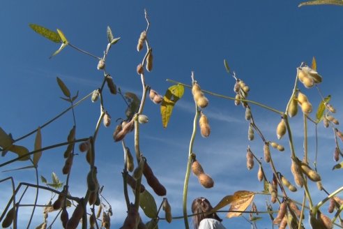 3ra. Jornada Demostrativa en Soja del Semillero de Cooperativa Lucienville - Basavilbaso