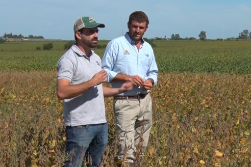 3ra. Jornada Demostrativa en Soja del Semillero de Cooperativa Lucienville - Basavilbaso