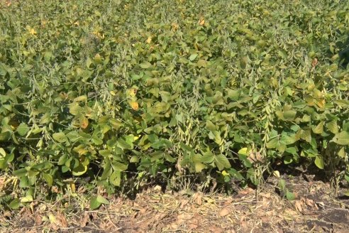 3ra. Jornada Demostrativa en Soja del Semillero de Cooperativa Lucienville - Basavilbaso