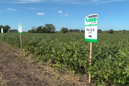 3ra. Jornada Demostrativa en Soja del Semillero de Cooperativa Lucienville - Basavilbaso