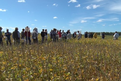 3ra. Jornada Demostrativa en Soja del Semillero de Cooperativa Lucienville - Basavilbaso