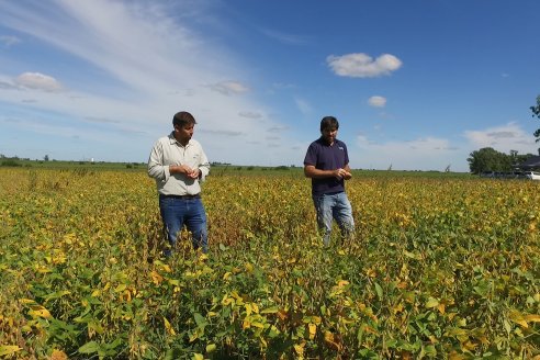 3ra. Jornada Demostrativa en Soja del Semillero de Cooperativa Lucienville - Basavilbaso