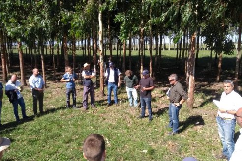 Intentan expandir la frontera de la cuenca forestal argentina