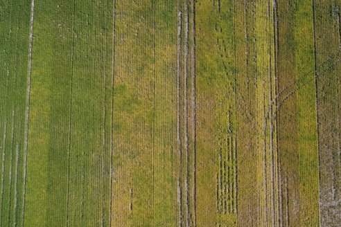 Se consolida la ampliación de la frontera agrícola nacional con un nuevo cultivar de soja