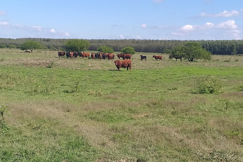 Cuentan que la hacienda nacida en el Delta es la que se adapta al ambiente.