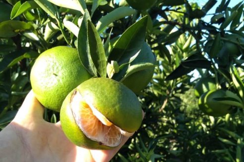 Por los cambios bruscos de clima abundan las rajaduras de cítricos