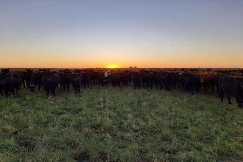 Las lluvias de octubre mejoraron tanto pasturas como ganados pero el precio sigue sin acompañar al productor