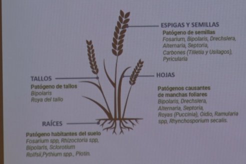 Lanzamiento Campaña Trigo 2022/23 - Bioceres-Rizobacter  - Victoria, Entre Ríos