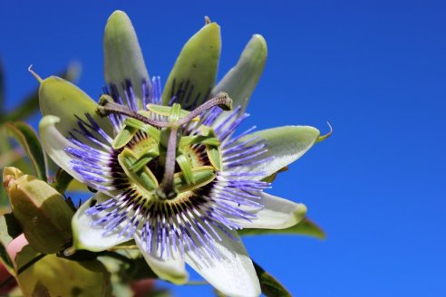 Cultivar plantas aromáticas es tan sano como rentable