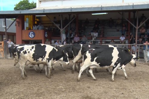 Feria María Dolores - Etchevehere Rural celebró sus 52 años con un remate aniversario