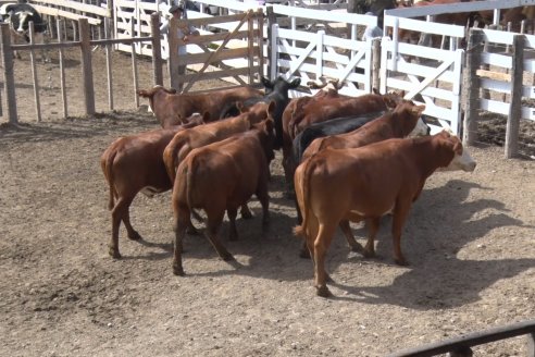 Feria María Dolores - Etchevehere Rural celebró sus 52 años con un remate aniversario