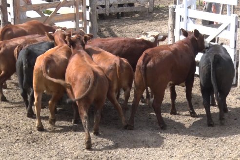 Feria María Dolores - Etchevehere Rural celebró sus 52 años con un remate aniversario