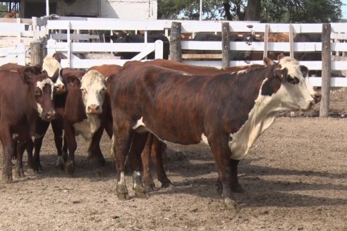 Feria María Dolores - Etchevehere Rural celebró sus 52 años con un remate aniversario