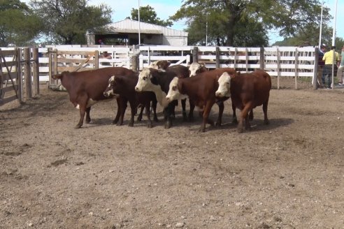 Feria María Dolores - Etchevehere Rural celebró sus 52 años con un remate aniversario