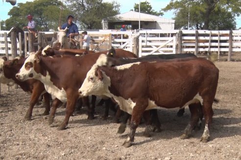 Feria María Dolores - Etchevehere Rural celebró sus 52 años con un remate aniversario