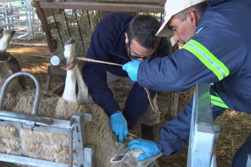 Entre Ríos libra una lucha de vida o muerte contra los parásitos que atacan los corderos