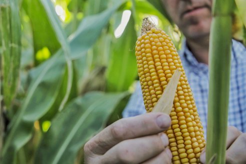 En Maizar argumentan que "hay mucho terreno para crecer desde la producción de biocombustibles"