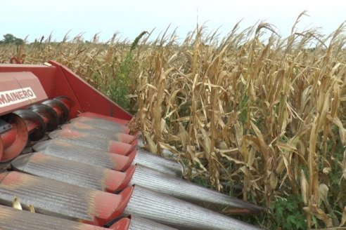 La producción total de maíz en Entre Ríos caería un 49%