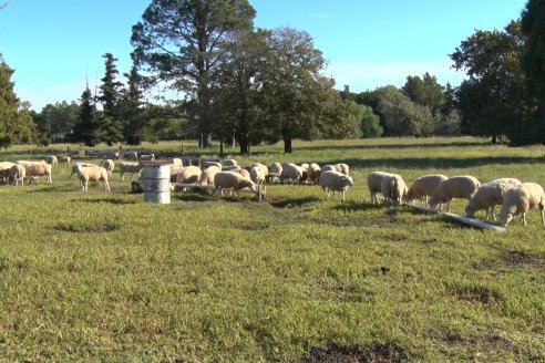 Modulo Ovino INTA Paraná - Proyecto Investigación:  Resistencia Natural de los Parasitos Intestinales en Ovinos