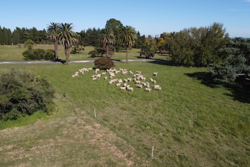 Modulo Ovino INTA Paraná - Proyecto Investigación:  Resistencia Natural de los Parasitos Intestinales en Ovinos