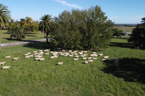 Modulo Ovino INTA Paraná - Proyecto Investigación:  Resistencia Natural de los Parasitos Intestinales en Ovinos