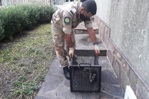 Definen como una invasión la presencia de comadrejas