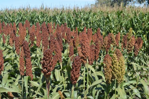 Menor oferta mundial abre una ventana para el sorgo argentino