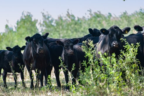 Desde 2007 a la fecha, Entre Ríos es la provincia que menos hacienda vacuna perdió