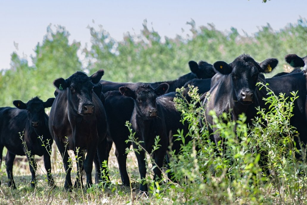 La complejidad del escenario institucional valoriza las inversiones en animales.