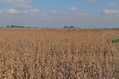 En campos de Costa Grande trillan 31 quintales de soja por hectárea - CRILUAN SRL y AGROFE CAMPO