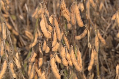 En campos de Costa Grande trillan 31 quintales de soja por hectárea - CRILUAN SRL y AGROFE CAMPO