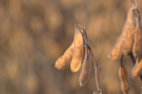 En campos de Costa Grande trillan 31 quintales de soja por hectárea - CRILUAN SRL y AGROFE CAMPO