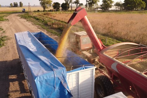 En campos de Costa Grande trillan 31 quintales de soja por hectárea - CRILUAN SRL y AGROFE CAMPO