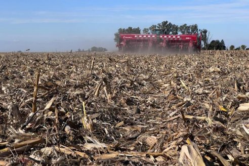 Un invierno de pocas heladas y días fríos ayudará a sostener el peligro de la chicharrita del maíz