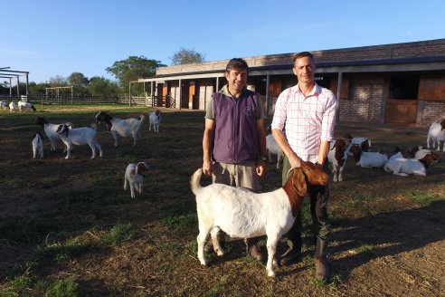 Visita a una cabaña caprina donde trabajan por amor a la raza Boer