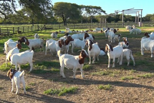 Visita a una Cabaña Caprina  Fortincito & el timbó - Feliciano - Entre Rios