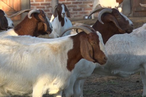 Visita a una Cabaña Caprina  Fortincito & el timbó - Feliciano - Entre Rios