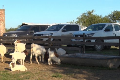 Visita a una Cabaña Caprina  Fortincito & el timbó - Feliciano - Entre Rios