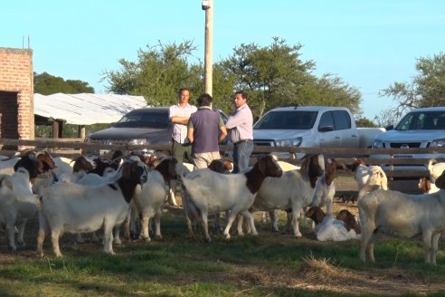 Visita a una Cabaña Caprina  Fortincito & el timbó - Feliciano - Entre Rios