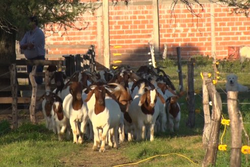 Visita a una Cabaña Caprina  Fortincito & el timbó - Feliciano - Entre Rios