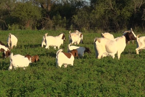 Visita a una Cabaña Caprina  Fortincito & el timbó - Feliciano - Entre Rios