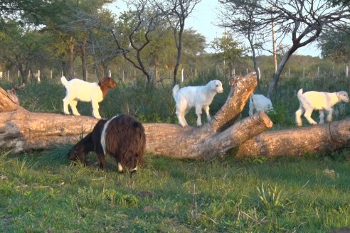 Visita a una Cabaña Caprina  Fortincito & el timbó - Feliciano - Entre Rios