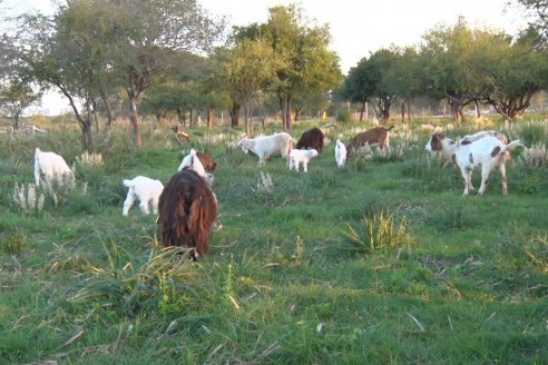 Visita a una Cabaña Caprina  Fortincito & el timbó - Feliciano - Entre Rios