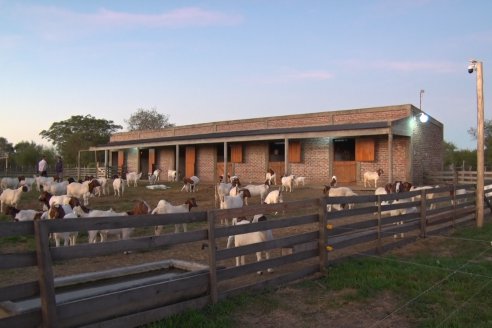 Visita a una Cabaña Caprina  Fortincito & el timbó - Feliciano - Entre Rios