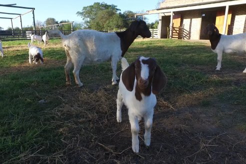 Visita a una Cabaña Caprina  Fortincito & el timbó - Feliciano - Entre Rios